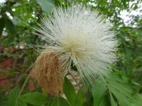 Calliandra haematocephala (Kaliandra červenohlavá 'Alba')
