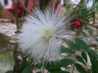Calliandra haematocephala (Kaliandra červenohlavá 'Alba')