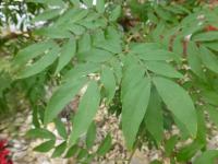 Calliandra haematocephala (Kaliandra červenohlavá 'Alba')
