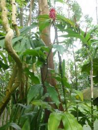 Costus comosus (Kostus chocholatý)