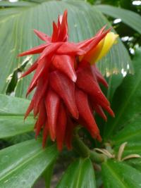Costus comosus (Kostus chocholatý)