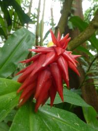 Costus comosus (Kostus chocholatý)