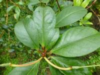 Rhododendron malayanum (Pěnišník malajský)