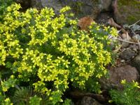 Draba hispanica (Chudina španělská)