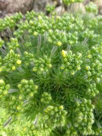 Draba hispanica (Chudina španělská)