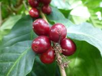 Coffea arabica (Kávovník arabský)
