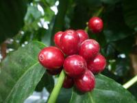 Coffea arabica (Kávovník arabský)