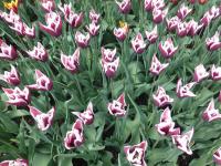 Tulipa (Tulipán 'Kalandra' - Triumph tulipány)