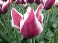 Tulipa (Tulipán 'Kalandra' - Triumph tulipány)