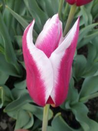 Tulipa (Tulipán 'Kondor' - Triumph tulipány)