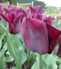 Tulipa 'Moták' tulipán květy, květenství Tulipa 'Moták' tulipán květy, květenství