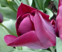 Tulipa 'Moták' tulipán květy, květenství Tulipa 'Moták' tulipán květy, květenství