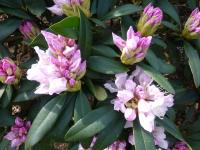 Rhododendron caucasicum (Pěnišník kavkazský 'Melpomene')