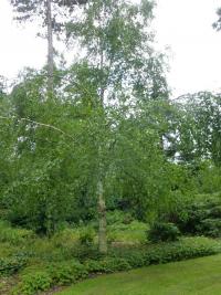 Betula papyrifera var kenaica (Bříza papírovitá - habitus)