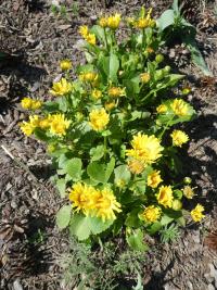 Doronicum orientale (Kamzičník východní 'Leonardo Compact')