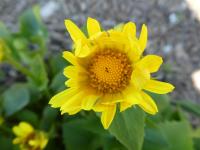 Doronicum orientale (Kamzičník východní 'Leonardo Compact')