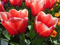 Tulipa (Tulipán 'Kelly' - Triumph tulipány)