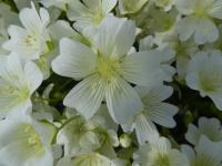 Limnanthes 'Meringue'