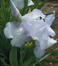 Iris (Kosatec 'English Cottage' - Vysoké bradaté kosatce)