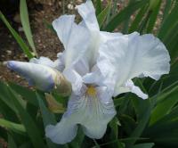 Iris (Kosatec 'English Cottage' - Vysoké bradaté kosatce)