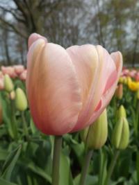 Tulipa (Tulipán 'Salmon Impression' - Darwin hybridy)