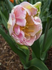 Tulipa (Tulipán 'Finola' - Plné pozdní tulipány)