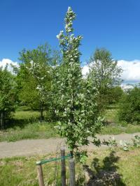 Sorbus bohemica (Jeřáb český)