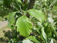 Sorbus bohemica (Jeřáb český - větévka s listy)