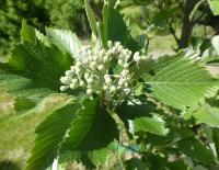 Sorbus bohemica (Jeřáb český - větévka s květy)