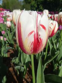 Tulipa (Tulipán 'Happy Generation' - Triumph tulipány)