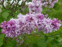 Syringa vulgaris (Šeřík obecný 'Edouard Andre')