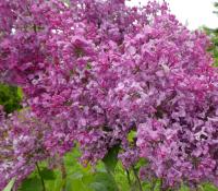 Šeřík obecný 'Chmurka'