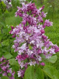 Šeřík obecný 'India'