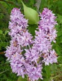 Šeřík obecný 'Jean Bart'