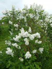 Syringa vulgaris (Šeřík obecný 'John Kennedy')