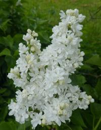 Syringa vulgaris (Šeřík obecný 'John Kennedy')