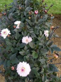 Dahlia (Jiřinka 'Melody Harmony')