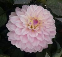Dahlia (Jiřinka 'Melody Harmony')