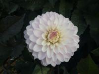 Dahlia (Jiřinka 'Melody Harmony')