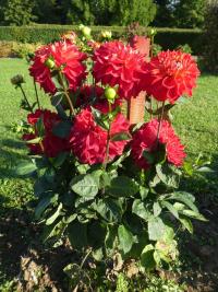 Dahlia (Jiřinka 'Jowey Cherbourg')