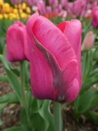 Tulipa (Tulipán 'Don Quichotte' - Triumph tulipány)