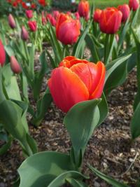 Tulipa (Tulipán 'Kees Nelis' - Triumph tulipány)