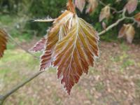Fagus sylvatica (Buk lesní 'Rohanii' - mladé listy)