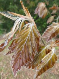 Fagus sylvatica (Buk lesní 'Rohanii' - mladé listy)