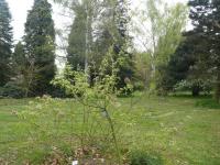 Acer rufinerve (Javor rezavožilný 'Hatsuyuki')