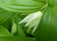 Disporum viridescens (Disporum)