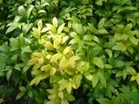 Disporum viridescens (Disporum - podzimní zbarvení)