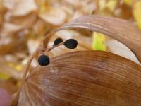 Disporum viridescens (Disporum - rostlina s plodem)