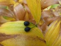 Disporum viridescens (Disporum - rostlina s plodem)