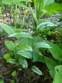 Disporum sessile (Disporum 'Variegatum')